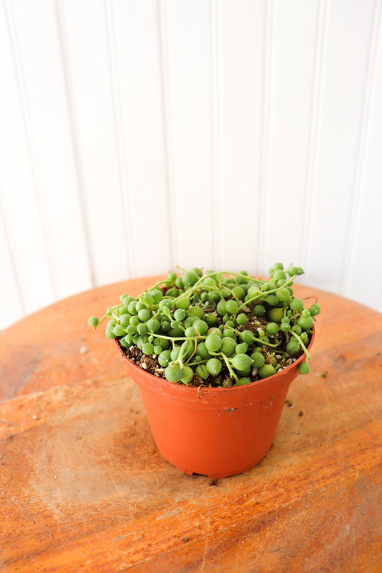 4" Senecio String of Pearls