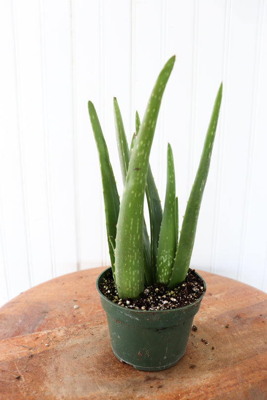 4" Aloe Vera