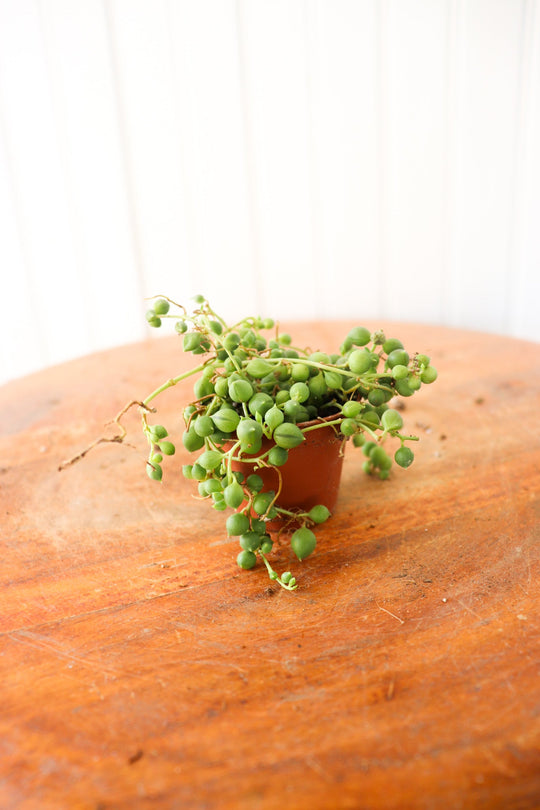 2" Senecio String of Pearls