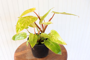 6" Painted Lady Philodendron