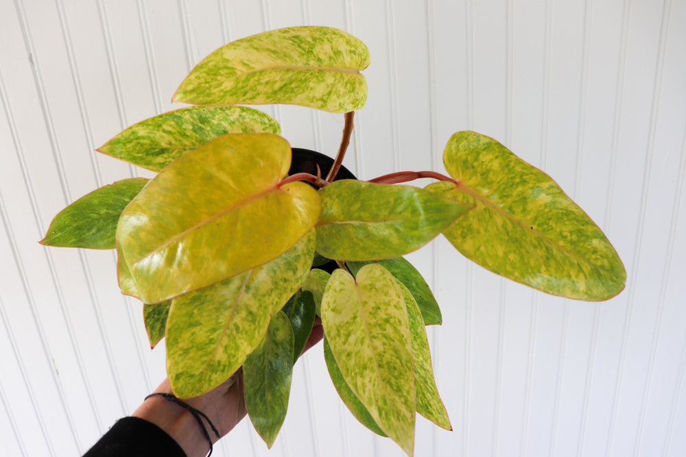 How to Grow and Care for Painted Lady Philodendron
