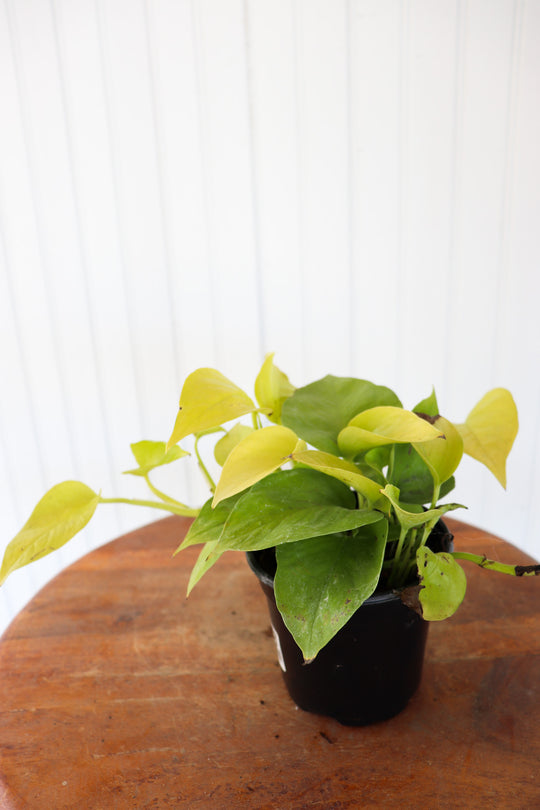 4'" Epipremnum Neon Pothos