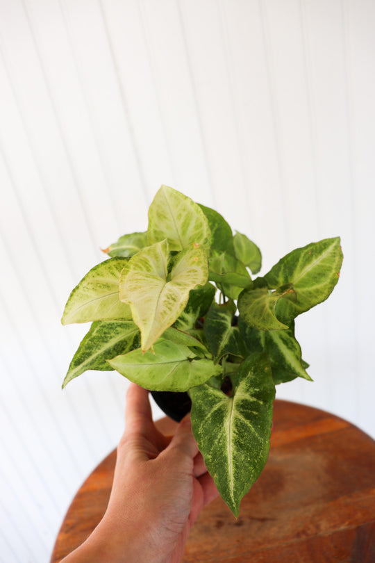 4" Syngonium White Butterfly (Nephthytis)