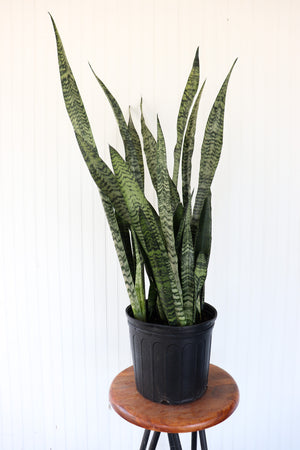 10" Sansevieria Zeylanica - Snake Plant