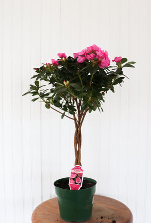 Rozalea Tree