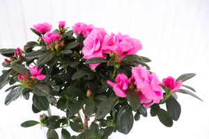 Rozalea Tree