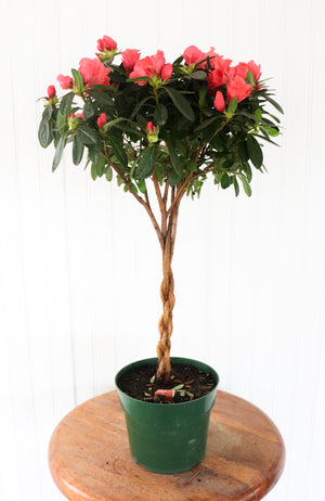 Rozalea Tree