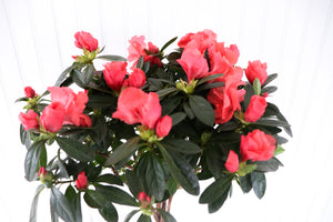 Rozalea Tree