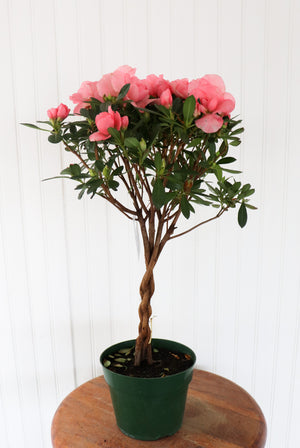 Rozalea Tree