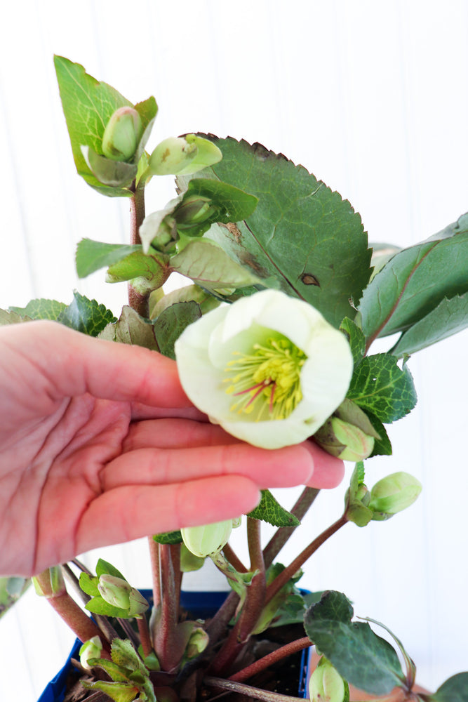 Helleborus Moondance