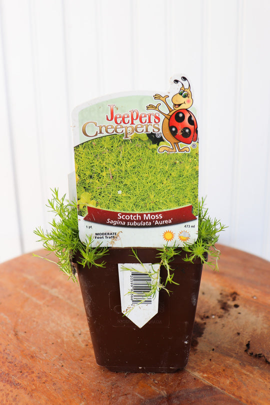 Sagina Sub. Aurea - Scotch Moss
