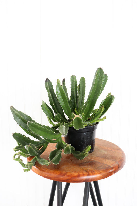 5” Starfish Cactus