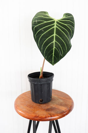 
            
                Load image into Gallery viewer, 6&amp;quot; Anthurium Regale
            
        