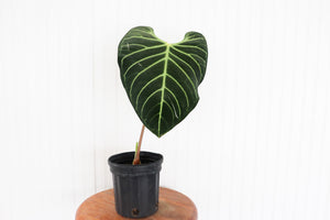 
            
                Load image into Gallery viewer, 6&amp;quot; Anthurium Regale
            
        