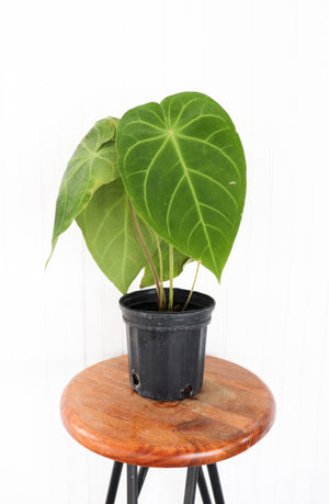
            
                Load image into Gallery viewer, 6&amp;quot; Philodendron Gloriosum
            
        