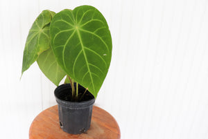 
            
                Load image into Gallery viewer, 6&amp;quot; Philodendron Gloriosum
            
        