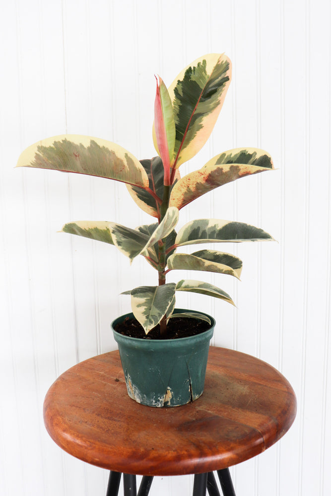 6" Ficus Elastica Tineke 'Rubber Tree'