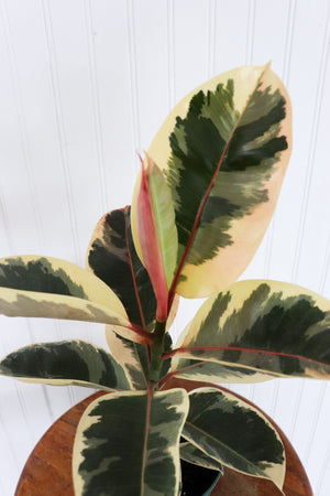 6" Ficus Elastica Tineke 'Rubber Tree'