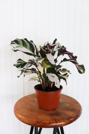6" Calathea Stella