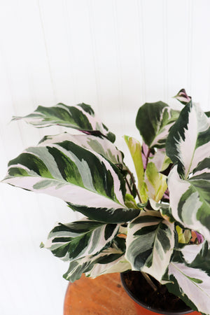 6" Calathea Stella