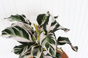 6" Calathea Stella