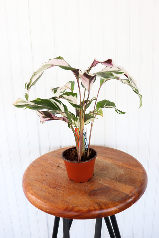 4" Calathea Stella