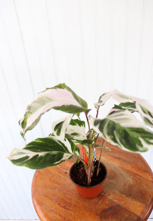 4" Calathea Stella