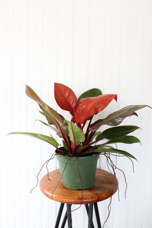 
            
                Load image into Gallery viewer, 8&amp;quot; Philodendron Prince of Orange
            
        