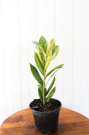 
            
                Load image into Gallery viewer, 4&amp;quot; Variegated ZZ Plant
            
        