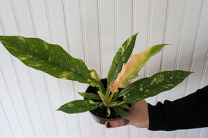 4" Philodendron Ring of Fire variegated