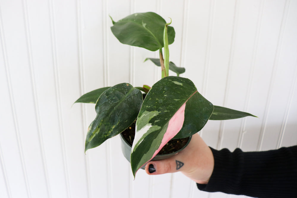 4" Philodendron White Ice