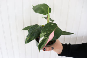 4" Philodendron White Ice