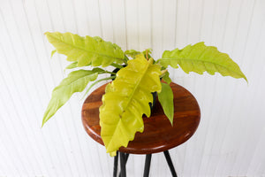 6" Philodendron Ring of Fire