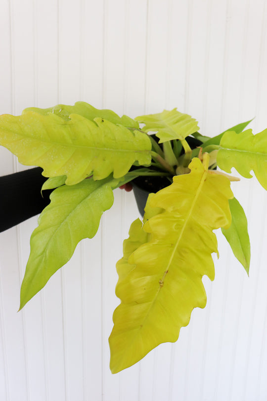 6" Philodendron Ring of Fire