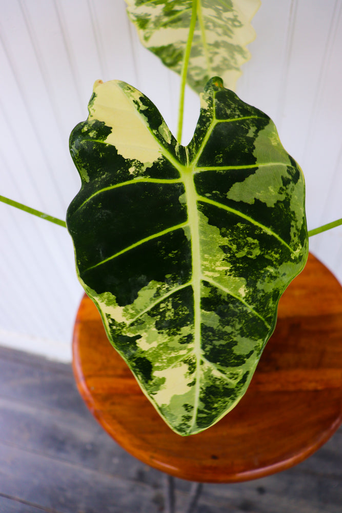 
            
                Load image into Gallery viewer, 6&amp;quot; Alocasia Frydek Variegated
            
        