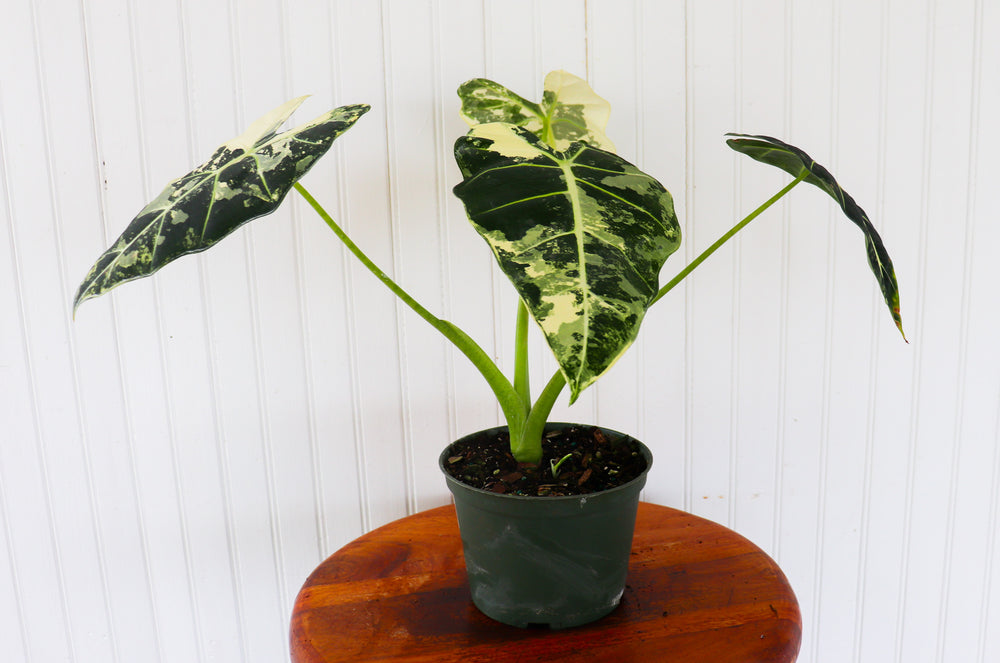 
            
                Load image into Gallery viewer, 6&amp;quot; Alocasia Frydek Variegated
            
        