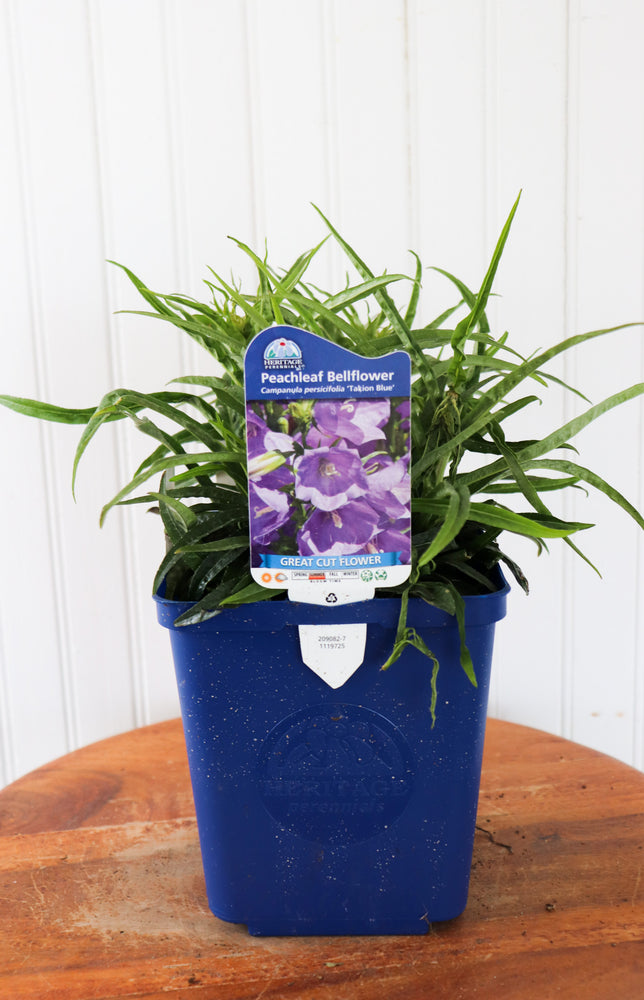 Peachleaf Bellflower | Campanula P. 'Takion Blue'