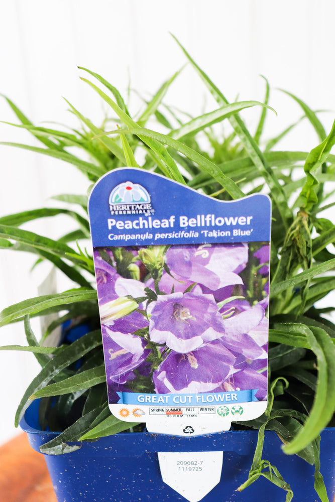 Peachleaf Bellflower | Campanula P. 'Takion Blue'