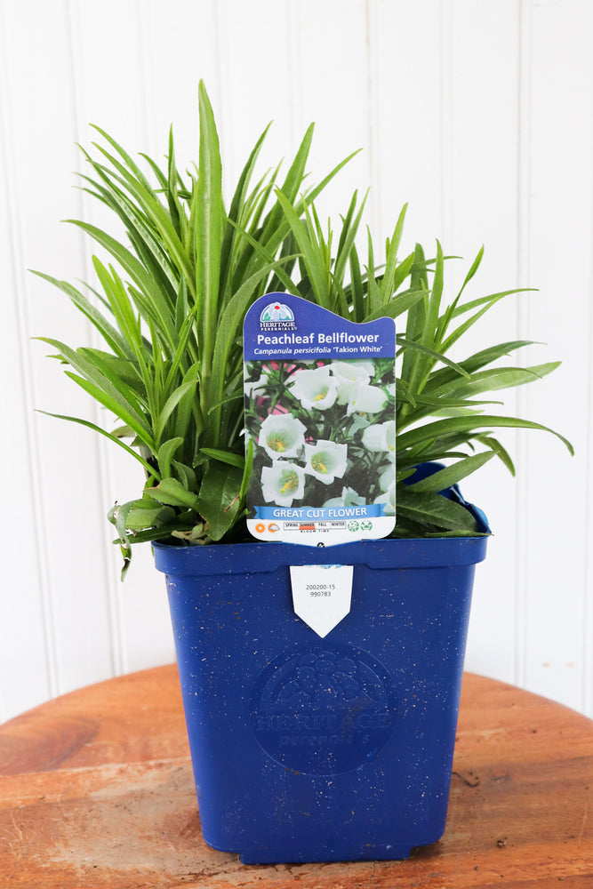 Peachleaf Bellflower | Campanula P. Takion White