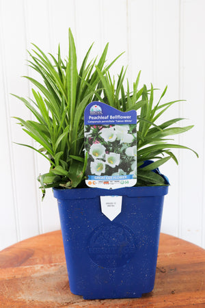 Peachleaf Bellflower | Campanula P. Takion White