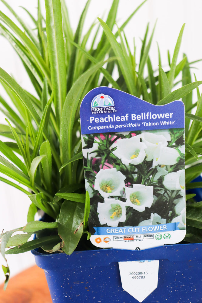 Peachleaf Bellflower | Campanula P. Takion White