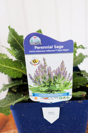 Perennial Sage | Salvia Nem. April Night