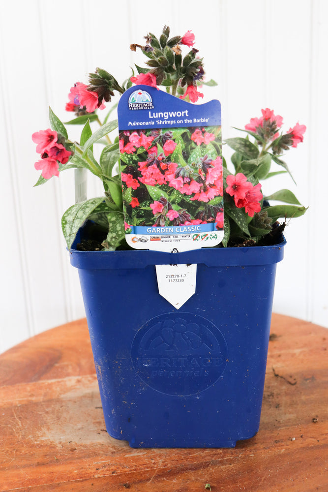 Lugwort | Pulmonaria 'Shrimps On The Barbie'