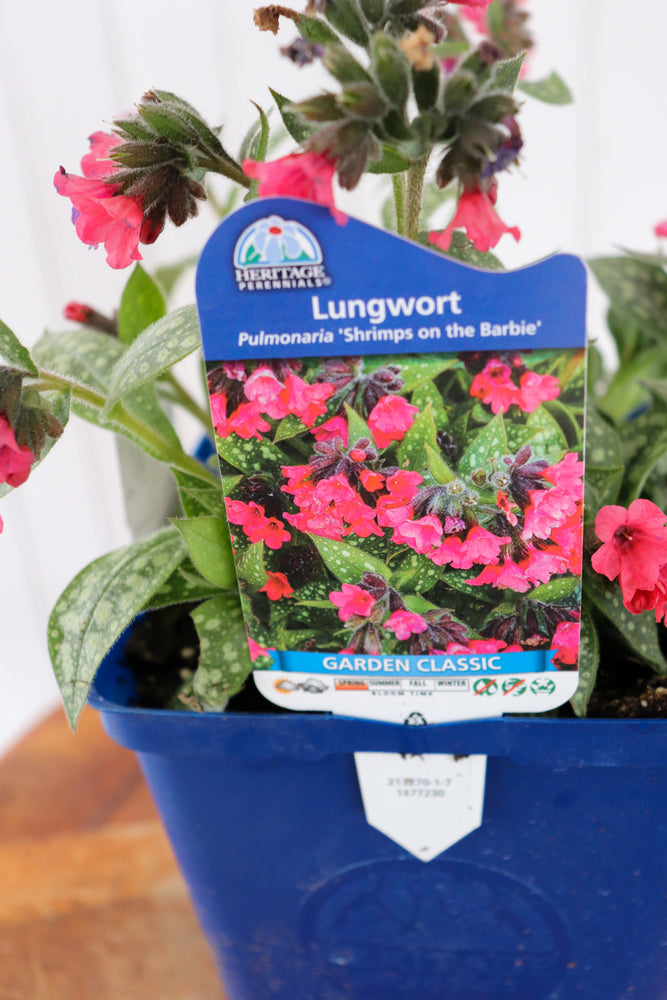 Lugwort | Pulmonaria 'Shrimps On The Barbie'