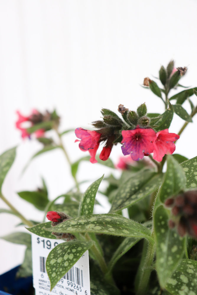 Lugwort | Pulmonaria 'Shrimps On The Barbie'