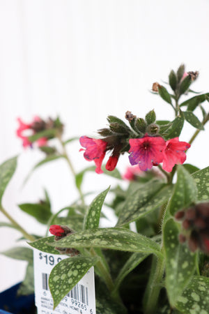 Lugwort | Pulmonaria 'Shrimps On The Barbie'