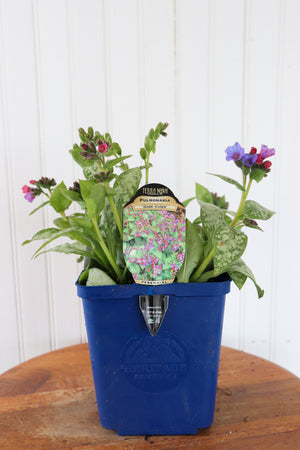 Lugwort | Pulmonaria Dark Vader