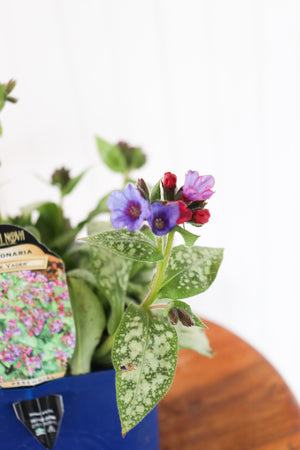 Lugwort | Pulmonaria Dark Vader