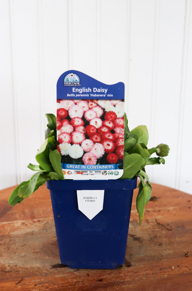 English Daisy | Bellis P. Habanera Mix