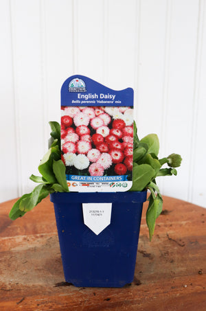 English Daisy | Bellis P. Habanera Mix
